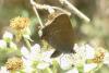 Satyrium ilicis